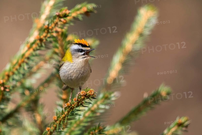 Common firecrest, golden chicken, Regulus ignicapillus, golden grouse, birds, song, passeri, singing, songbirds, birds