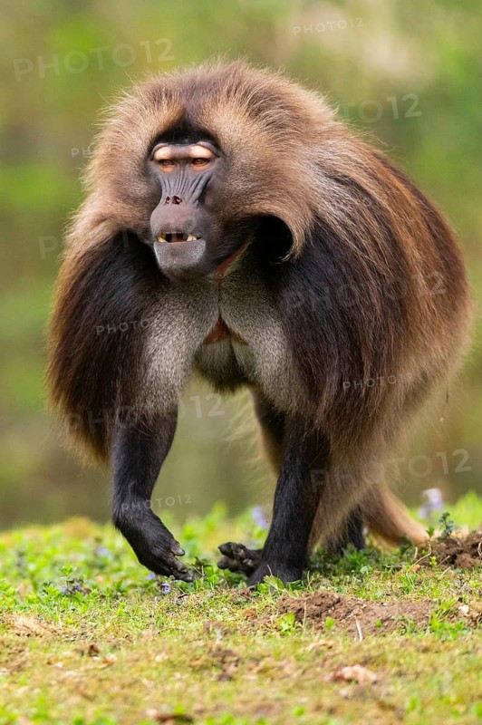 Gelada (Theropithecus gelada) male running over a meadow, captive, distribution africa