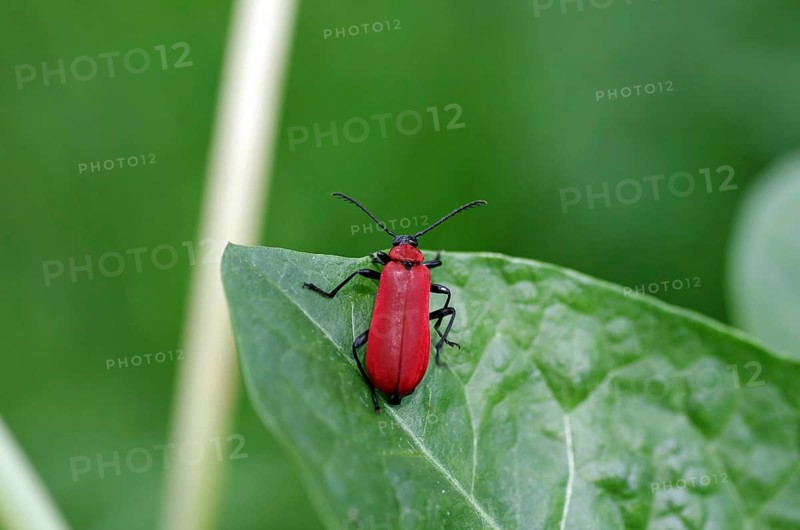 Black-headed Cardinal beetle (Pyrochroa coccinea), coloured, leaf, close-up