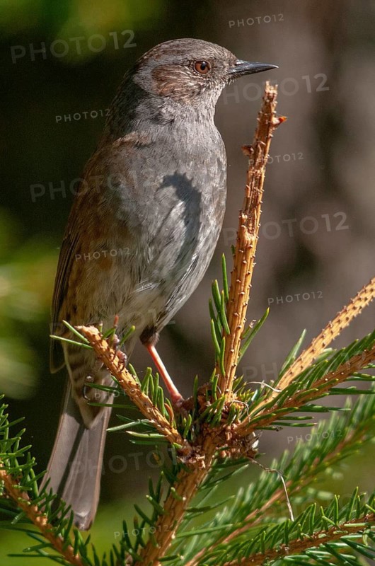 Dunnock, Dunnock, Prunella modularis, birds, high size, portrait format, passeri, songbirds, birds