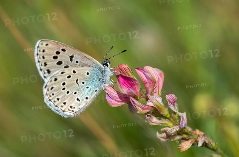 Ant blue, glaucopsyche arion, large blue, maculinea arion, phengaris arion, quendel ant blue, thyme ant blue, butterfly, insects, butterfly, butterflies, butterflies