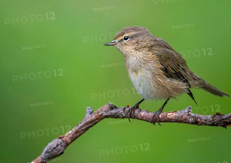 Chiffchaff, phylloscopus collybita, zilpzalp, birds, passeri, songbirds, birds