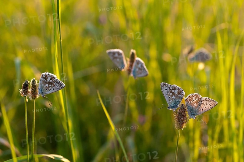 Lysandra coridon, polyommatus coridon, silverblue, silvergreen blue, butterfly, chalkhill blue, insects, sleep, sleeping community, butterfly, sleep, butterflies