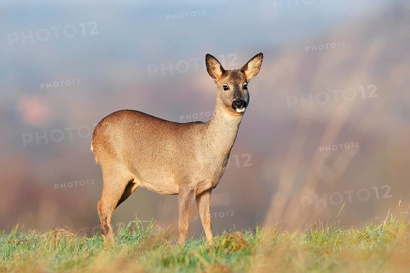 European roe deer (Capreolus capreolus), doe standing in a meadow, Lower Saxony, Germany