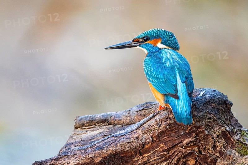Kingfisher (Alcedo atthis) ml Germany