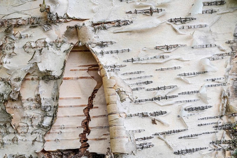 Birch bark, Lapland, Sweden, June 2020