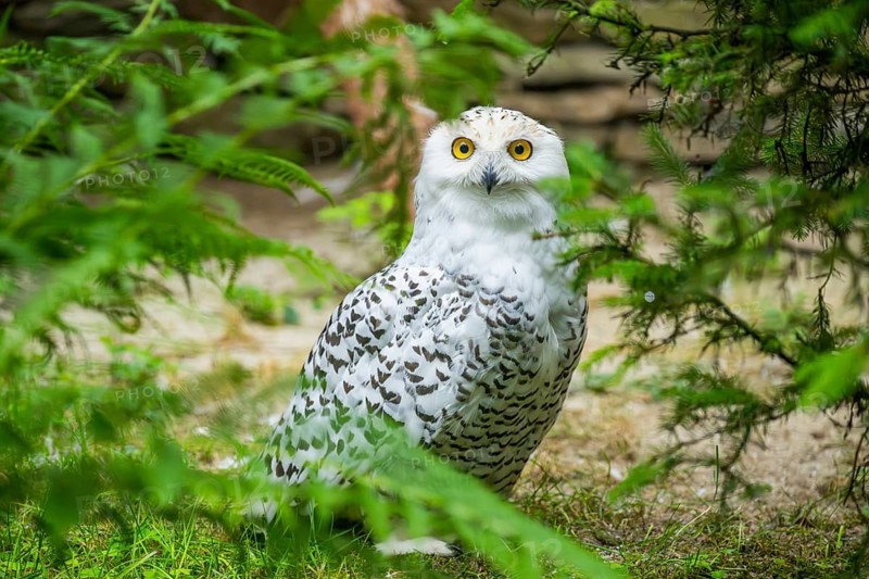 Snowy owl (Bubo scandiacus) sitting on athe ground, Bavaria, Germany
