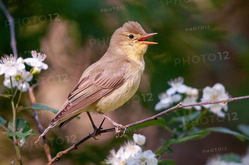 Yellowspotter, Hippolais Icterina, Icterine Warbler, Sweden, Birds, Song, Passeri, Singing, Songbirds, Sweden, Birds, Öland