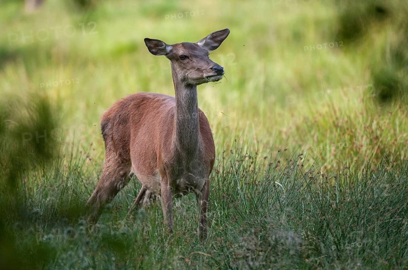 Artiodactyla, Cervus Elaphus, even-toed ungulate, cloven-hoofed, red deer, red deer, female, deer, mammals, mammals, female