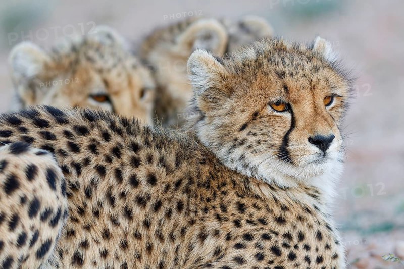 Cheetah (Acinonyx jubatus), young, lying down and looking around, alert, evening light, animal portrait, Kgalagadi Transfrontier Park, Northern Cape, South Africa