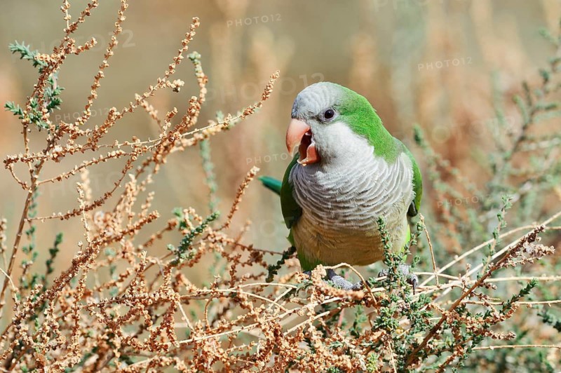 Monk parakeet (Myiopsitta monachus), Fuerteventura, Canary Islands, Spain