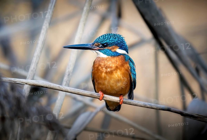 Kingfisher (Alcedo atthis), male perched in the reeds, Canton of Zurich, Switzerland