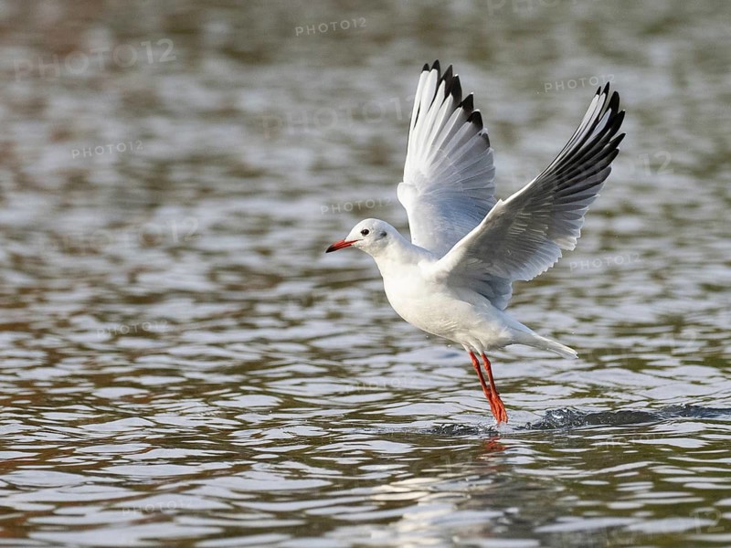 A black-headed gull in flight, Ümminger See, Bochum, Ruhrpott, North Rhine-Westphalia, Germany