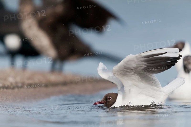 Black-headed gull, chroicocephalus ridibundus, black-headed gull, larus ridibundus, adult, bath, bathe, birds, charadriiformes, adult, sexual mature, gulls, limicols, seagulls, birds