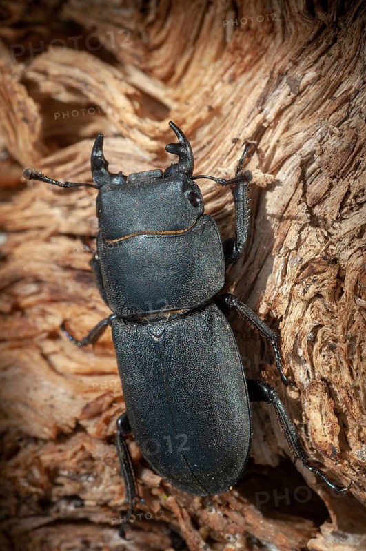Barkschröter, Dorcus parallelipipedus, Lesser stag beetle, dwarf stag beetle, beetle, Coleoptera, high size, portrait format, insects, beetles, males, males