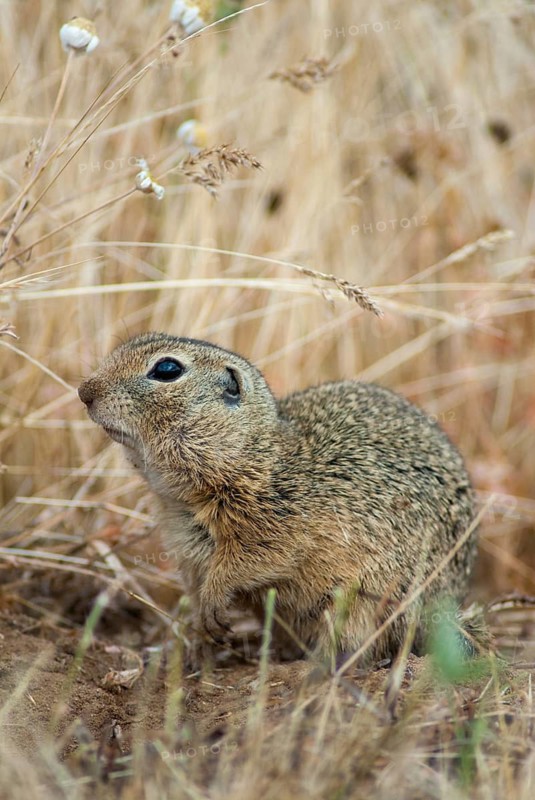 Citellus citellus, European ground squirrel, common ground squirrel, rodents, rodentia, Bulgaria, high size, portrait format, mammals, rodents, mammals, ground squirrels