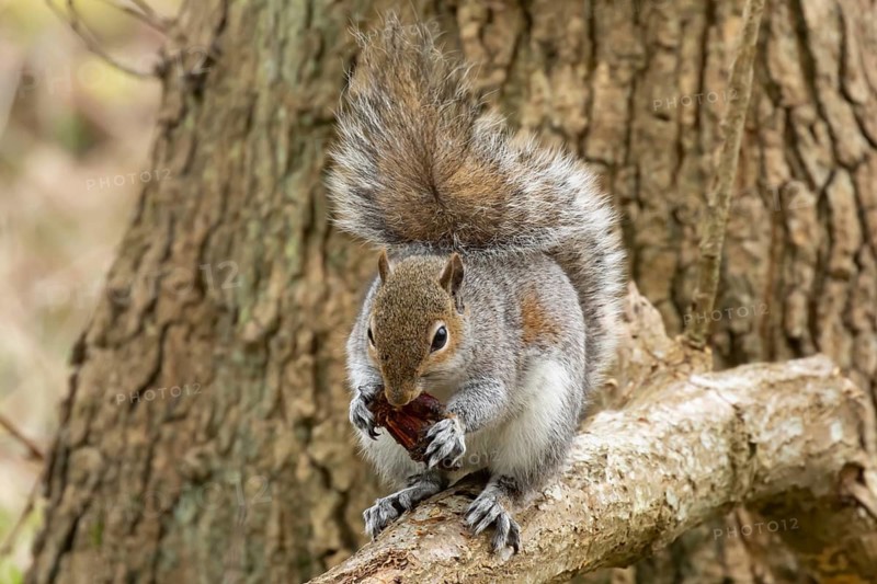 Grey squirrel (Sciurus carolinensis) adult animal feeding on a pine cone in a woodland, England, United Kingdom