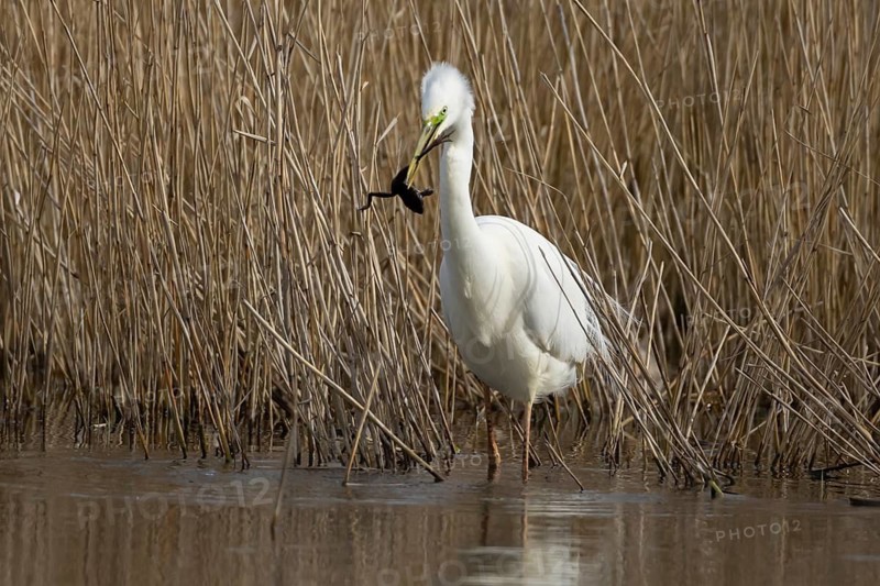Great white egret (Ardea alba) adult bird in water on the edge of a reedbed with a frog for food in its beak, England, United Kingdom