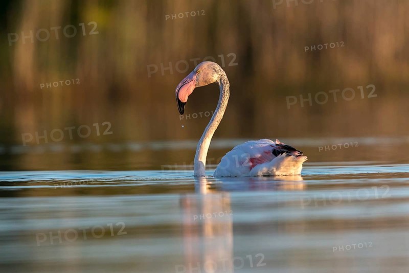 Afro-Asian Greater Flamingo, Eurasian Flamingo, European Flamingo, Granelli, Greater Flamingo, Italy, Pantano Cuba Lagoon, Pantani Cuba and Longarini, Phoenicopterus Roseus, Rosy Flamingo, Migratory Bird Sanctuary Pantani Cuba & Longarini, Birds, Ciconiiformes, Flamingo, Italy, Walking Birds, Sicily, Foundation per species diversity, stork birds, birds