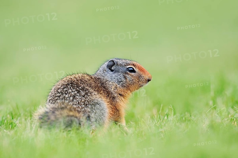 Columbian ground squirrel (Urocitellus columbianus, Spermophilus columbianus), a young squirrel sitting in a meadow, Waterton Lakes National Park, Alberta, Canada