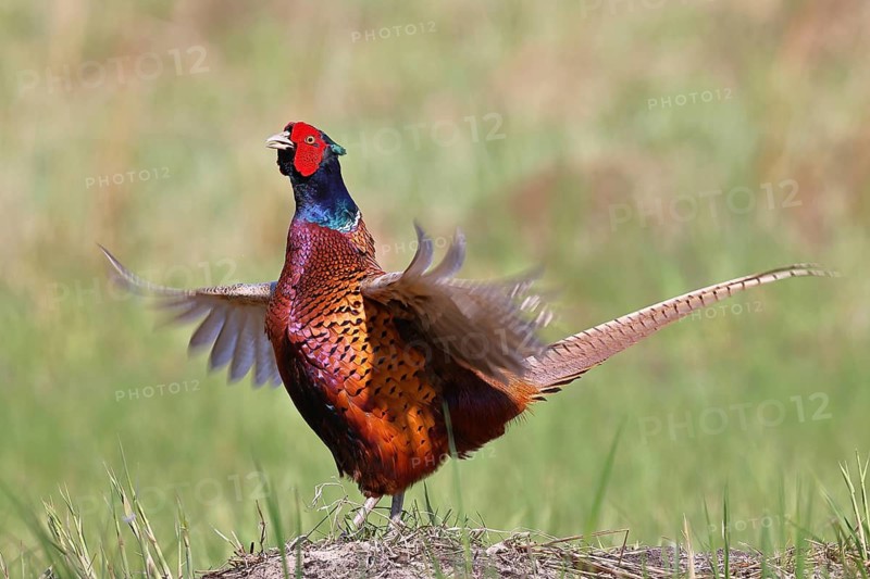 Pheasant, hunting pheasant (Phasianus colchicus), adult male bird during mating call in a meadow, territory demarcation, wildlife, Lembruch, Ochsen Moor, Dümmer nature park Park, Lower Saxony, Germany