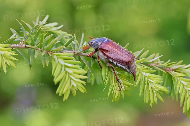 Cockchafer, forest cockchafer (Melolontha hippocastani), male, on a twig of a Tsuga canadensis, close-up, spring, Wilnsdorf, North Rhine-Westphalia, Germany