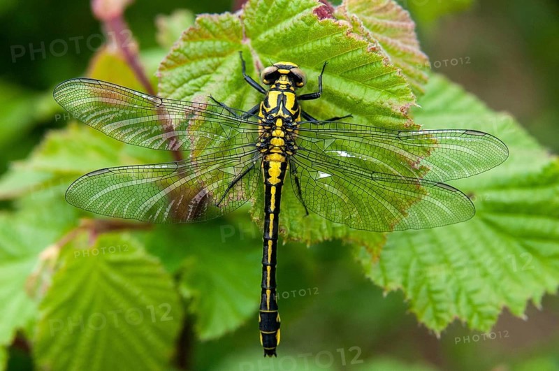 Common Club-Tail, Common Wedge Maiden, Gomphus Vulgatissimus, Anisoptera, Damselflies, Dragonflies, Insects, Dragonflies, Odonata