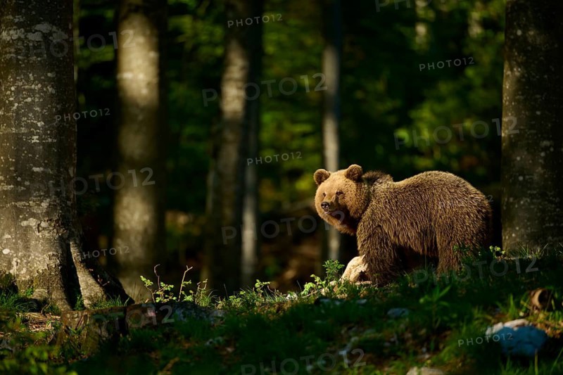 A brown bear raises its head in the forest, against a natural backdrop of trees and light, European brown bear (Ursus arctos), Slovenia