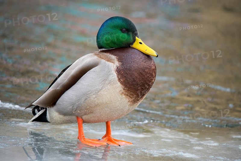 Anas platyrhynchos, mallard, mallard, anatidae, birds, ducks, ducks, ducks, male, birds, waterbirds, waterbirds, winter