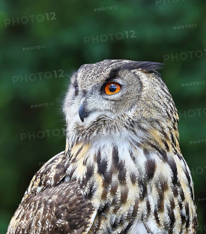 Eurasian eagle-owl (Bubo bubo), animal portrait, Rhineland-Palatinate, Germany