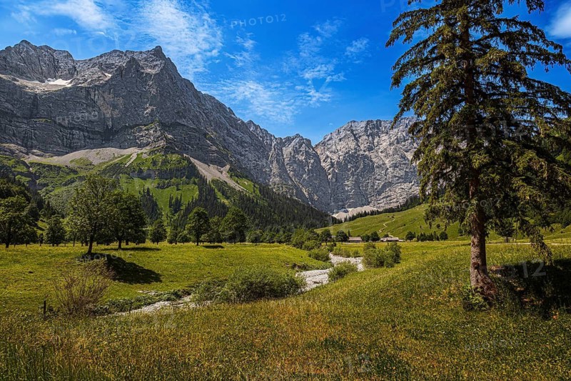 Large maple soil in the Karwendel nature park Park in Rißtal, Hinterriß, Tyrol, Austria