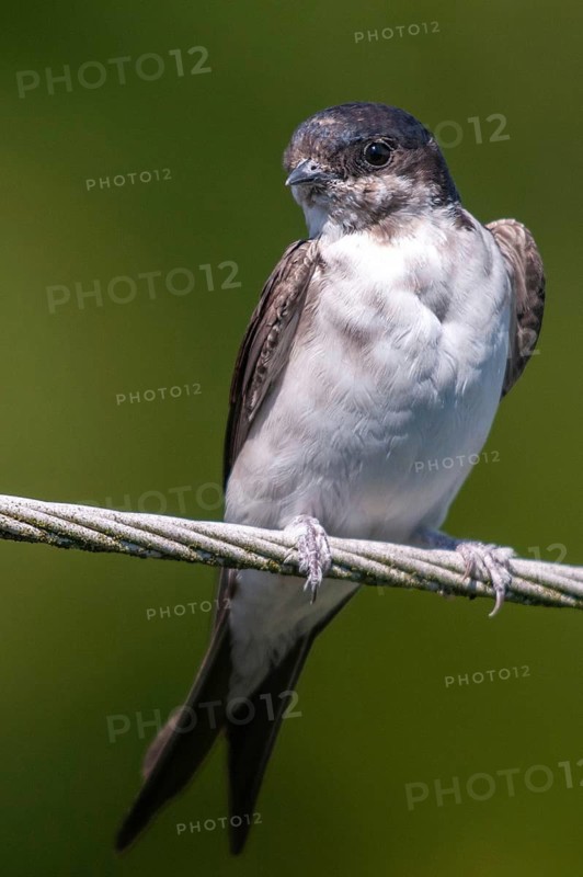 Delichon urbica, house martin, house martins, birds, growing, high size, portrait, young animal, juvenile, passeri, swallows, songbirds, birds
