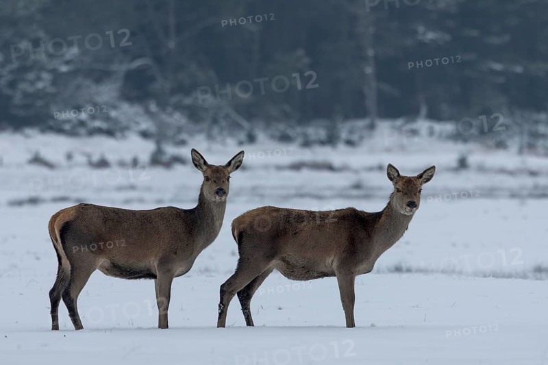 Two red deer (Cervus elaphus) in a meadow in a snow-covered winter landscape, winter, cold, snow, January, Denmark