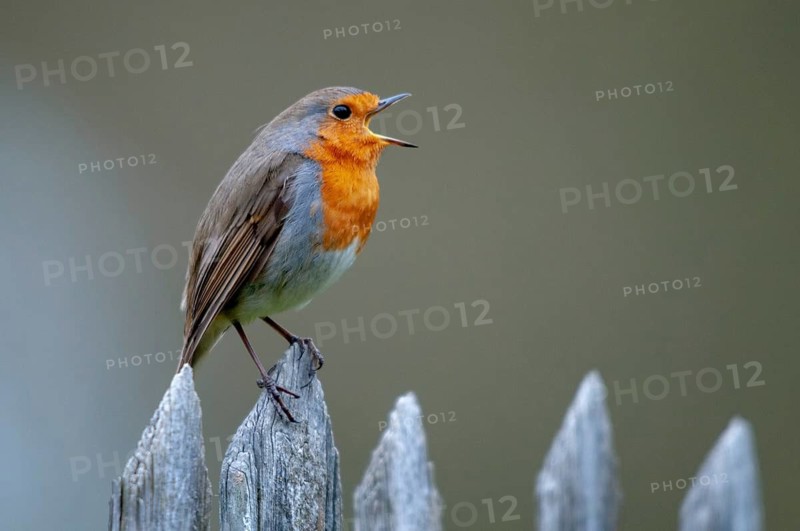Erithacus rubecula, robin, robins, birds, garden, garden fence, song, passeri, singing, songbirds, songbirds, birds