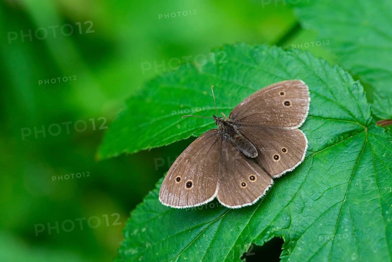 Aphantopus hyperantus, brown forest bird, ringlet, chimney sweep, forest bird, butterfly, insects, butterfly, butterflies