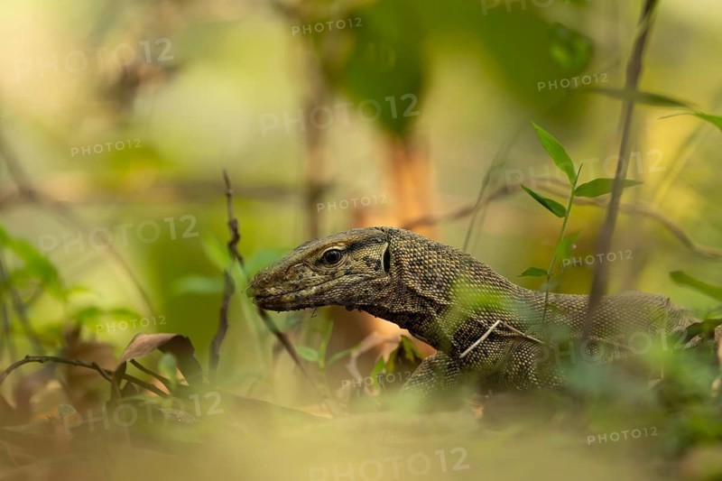 Bengal monitor lizard (Varanus bengalensis) navigating forest undergrowth, Sreepur, Gazipur, Bangladesh