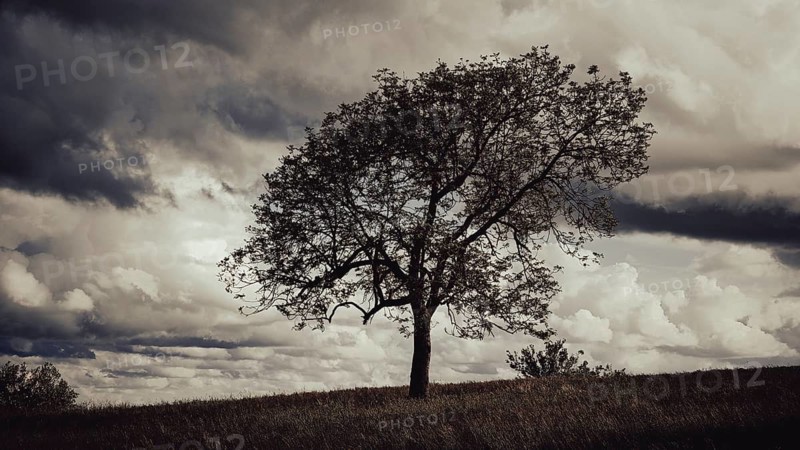 A lonely tree in a gloomy, cloudy landscape, Franconian Forest nature park Park, Upper Franconia