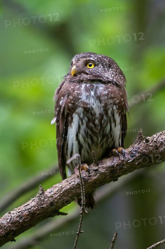 Glaucidium passerinum, pygmy owl, birds, owls, high size, portrait, owls, strigiforms, birds