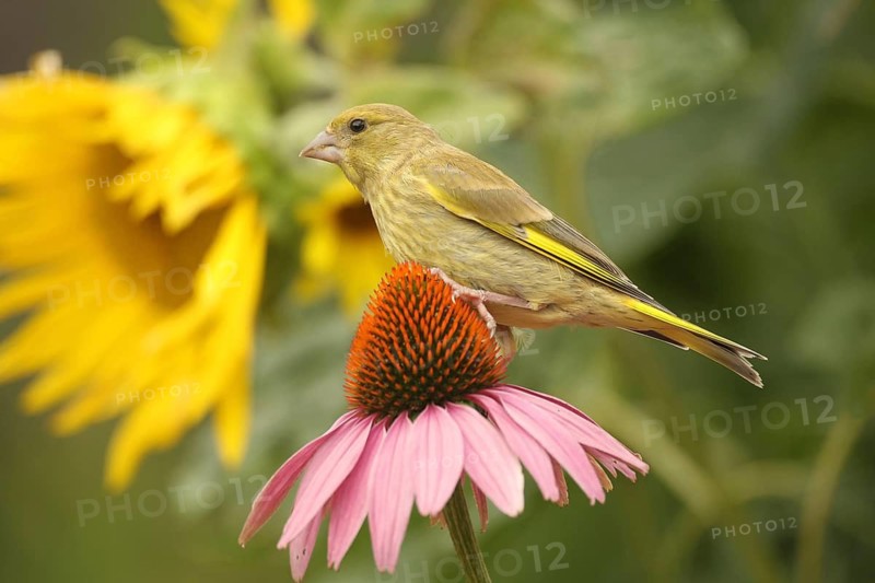 Greenfinch (Chloris chloris) on a purple coneflower (Echinacea purpurea) in a summer garden, Allgäu, Bavaria, Germany