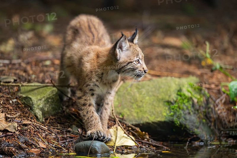 Eurasian lynx (Lynx lynx) youngsters (cub) at a little lake in a forest, Bavaria, Germany