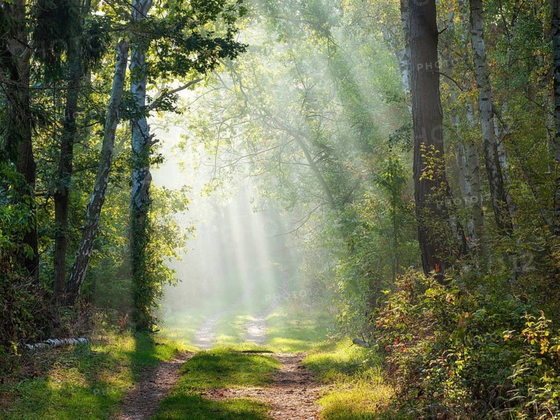 Hiking trail through mixed forest in the Harz foothills on the former inner-German border in autumn, sun rays break through morning fog, Grünes Band nature reserve, Osterwieck, Saxony-Anhalt, Germany