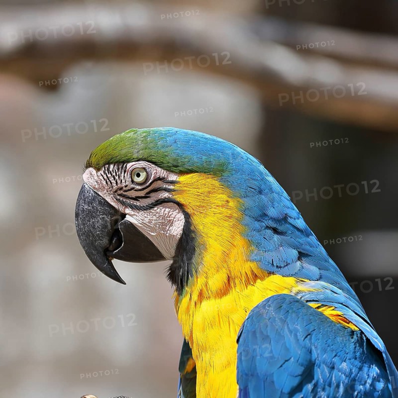 Yellow-breasted macaw (Ara ararauna), animal portrait, captive, found in South America, Hesse, Germany