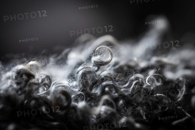 Detail, black-grey curly sheepskin, close-up, Gotland sheep, island of Gotland, Sweden
