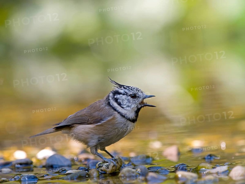 A crested tit (Parus cristatus) stands on a gravel bank in shallow water and calls out, Hesse, Germany