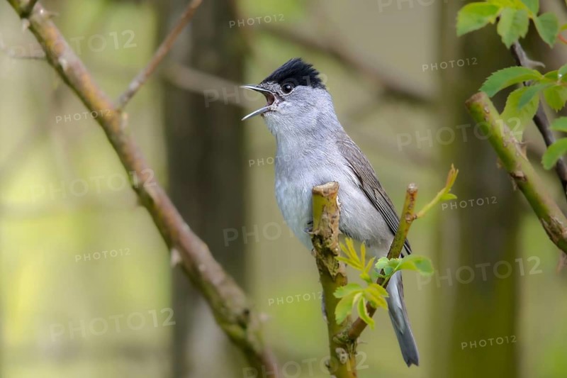 Blackcap, blackcap, blackcap, Sylvia atricapilla, birds, song, male, passeri, singing, songbirds, birds