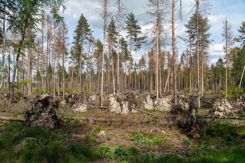 Bark beetles, intensive forestry, dead wood, forest damage, forest damage, forest death