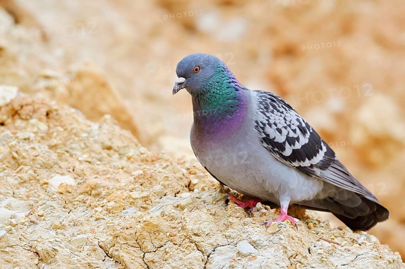 Rock pigeon (Columba livia), Algarve, Portugal