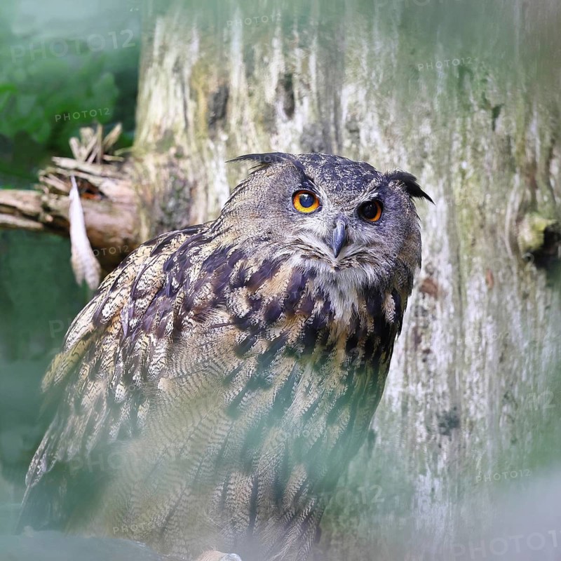 Eurasian Eagle-owl (Bubo bubo), sitting on a branch of a dead spruce in the forest, North Rhine-Westphalia, Germany