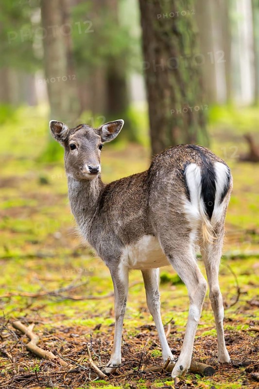 European fallow deer (Dama dama) doe in a forest in autumn, Bavaria, Germany