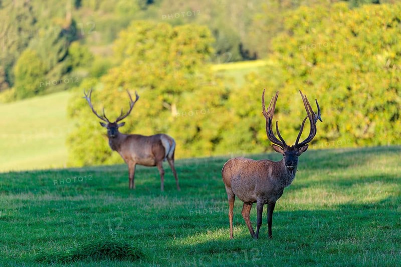 Two Altai maral stags (Cervus canadensis sibiricus) stand in a green meadow in the first light of the day. Southern Siberia, northwestern Mongolia, northern Xinjiang province of China